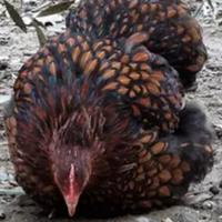 C.e.r.c.o. Cocincine nane