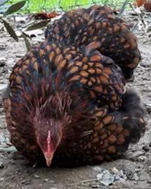 C.e.r.c.o. Cocincine nane