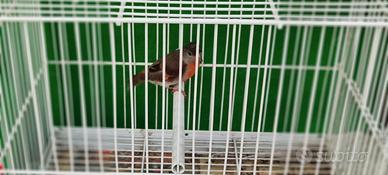 Cardinalini del Venezuela