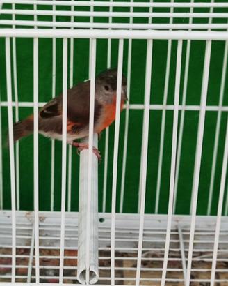 Cardinalini del Venezuela