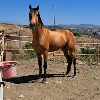 Cavallo andaluso baskin