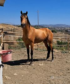 Cavallo andaluso baskin