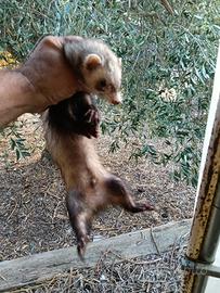 Furetto avviato