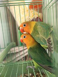 Inseparabile fiscer
