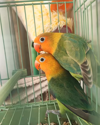 Inseparabile fiscer