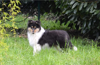 Cuccioli Pastore Scozzese, Collie