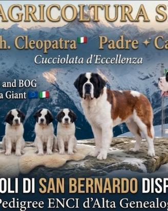 Cuccioli di cane di San Bernardo