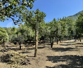 Terreno Agricolo Angri [Cod. rif 3169748VCG]