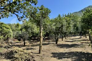 Terreno Agricolo Angri [Cod. rif 3169748VCG]