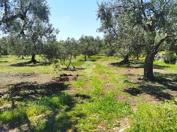 TER. AGRICOLO A TERLIZZI