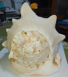 Grande conchiglia marina decorativa