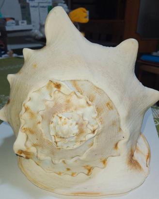 Grande conchiglia marina decorativa