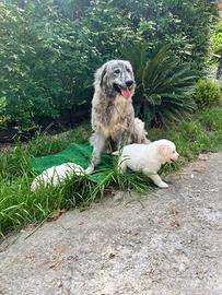 Incrocio Pirenei Caucaso cuccioli