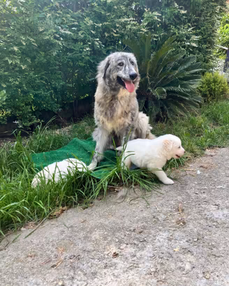 Incrocio Pirenei Caucaso cuccioli