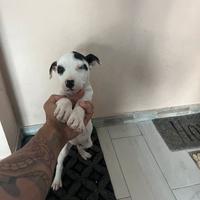 Cuccioli di Pitbull