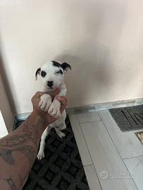 Cuccioli di Pitbull