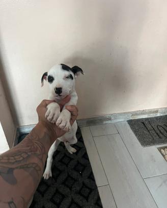 Cuccioli di Pitbull