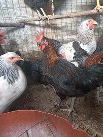 Galli e galline razza Marans 2026