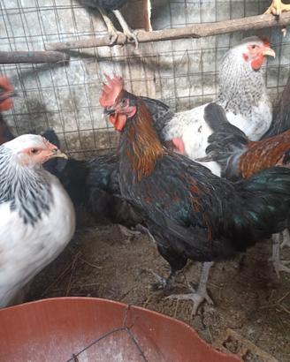 Galli e galline razza Marans 2026