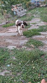 Springer tartufo