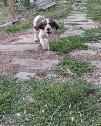 Springer tartufo