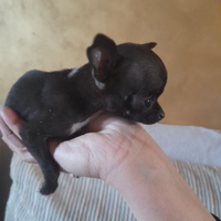 Chihuahua toy da borsetta