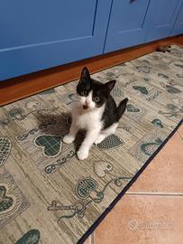 Gattini bianco e nero