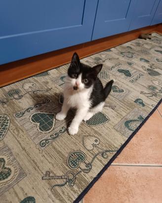 Gattini bianco e nero