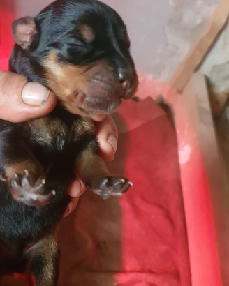 Rottweiler