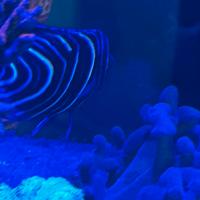 Semicirculatus giovanile