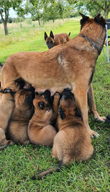 Cuccioli pastore belga malinois