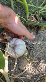 Zucche ornamentali