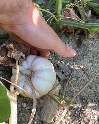 Zucche ornamentali