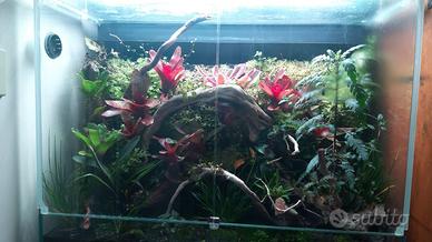 Paludarium Ada Dooa