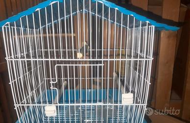 gabbia , guinzaglio