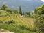 Immagine 10