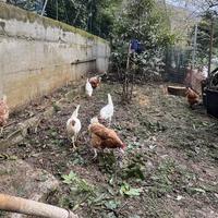 Uova bianche/rosse di gallina allevata all'aperto