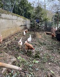 Uova bianche/rosse di gallina allevata all'aperto