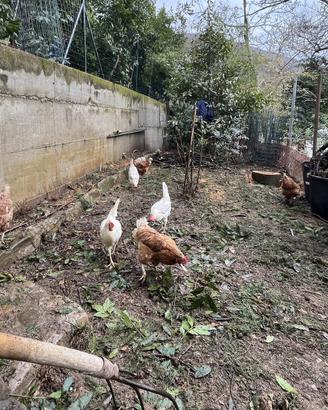 Uova bianche/rosse di gallina allevata all'aperto