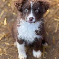 VIOLET, cucciola bella come il sole TG PICCOLA