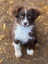 VIOLET, cucciola bella come il sole TG PICCOLA