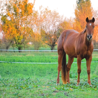 Puledra cavalla reining