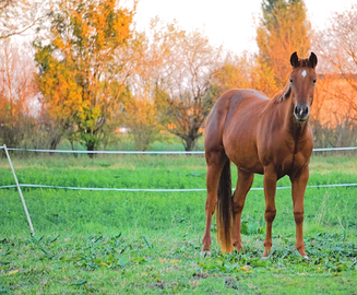 Puledra cavalla reining