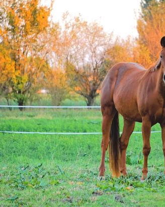 Puledra cavalla reining