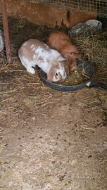 Coniglio Ariete nano