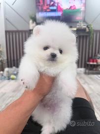 Spitz nano Pomerania