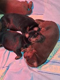 Dobermann cuccioli