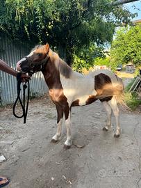 Pony maschio