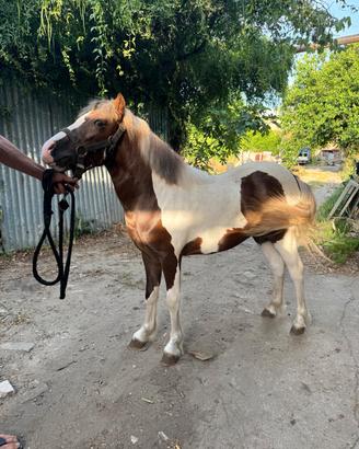 Pony maschio