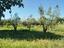 Immagine 20